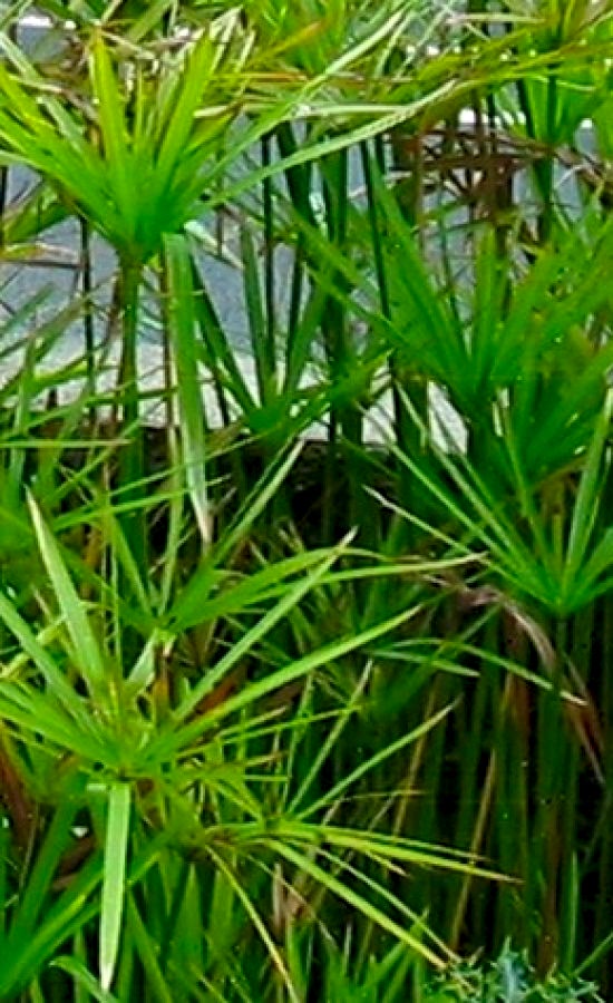 cyperus_alternifolius-japon_semsiyesi