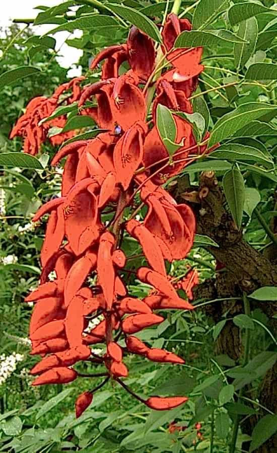 erythrina_crista_galli_l
