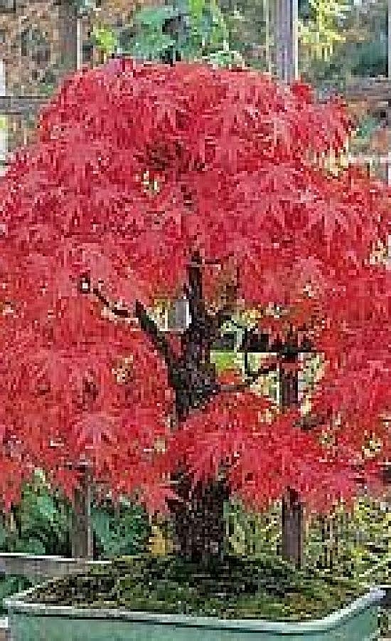 japon akçaağaç